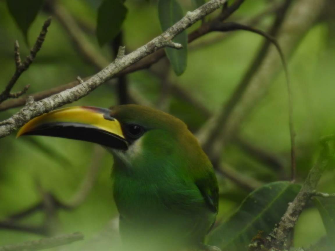 Paraiso Verde Chijou Kültér fotó